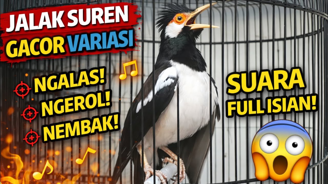 Jalak Suren Gacor Variasi | Ngalas Ngerol Nembak Full Isian