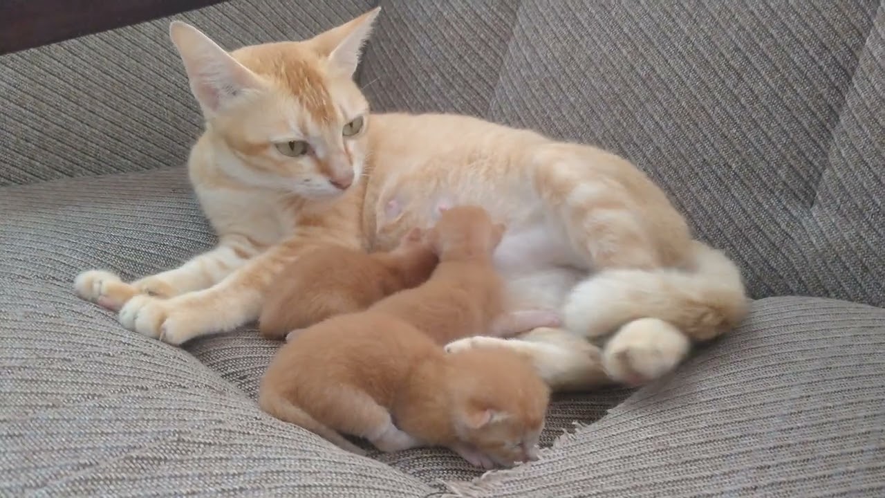 #cat #kitten #cute #videoviral #fyp  The cute kittens already 2 days old