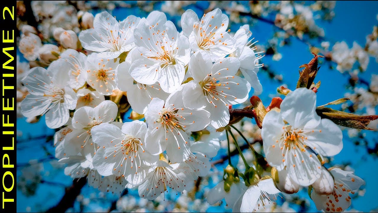 21 Flores Blancas Increiblemente Hermosas