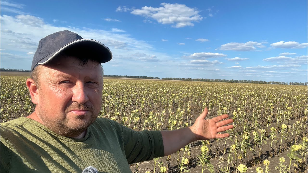 Огляд соняшнику Михалича і не тільки! Відповідь підписнику на стан соняшника!