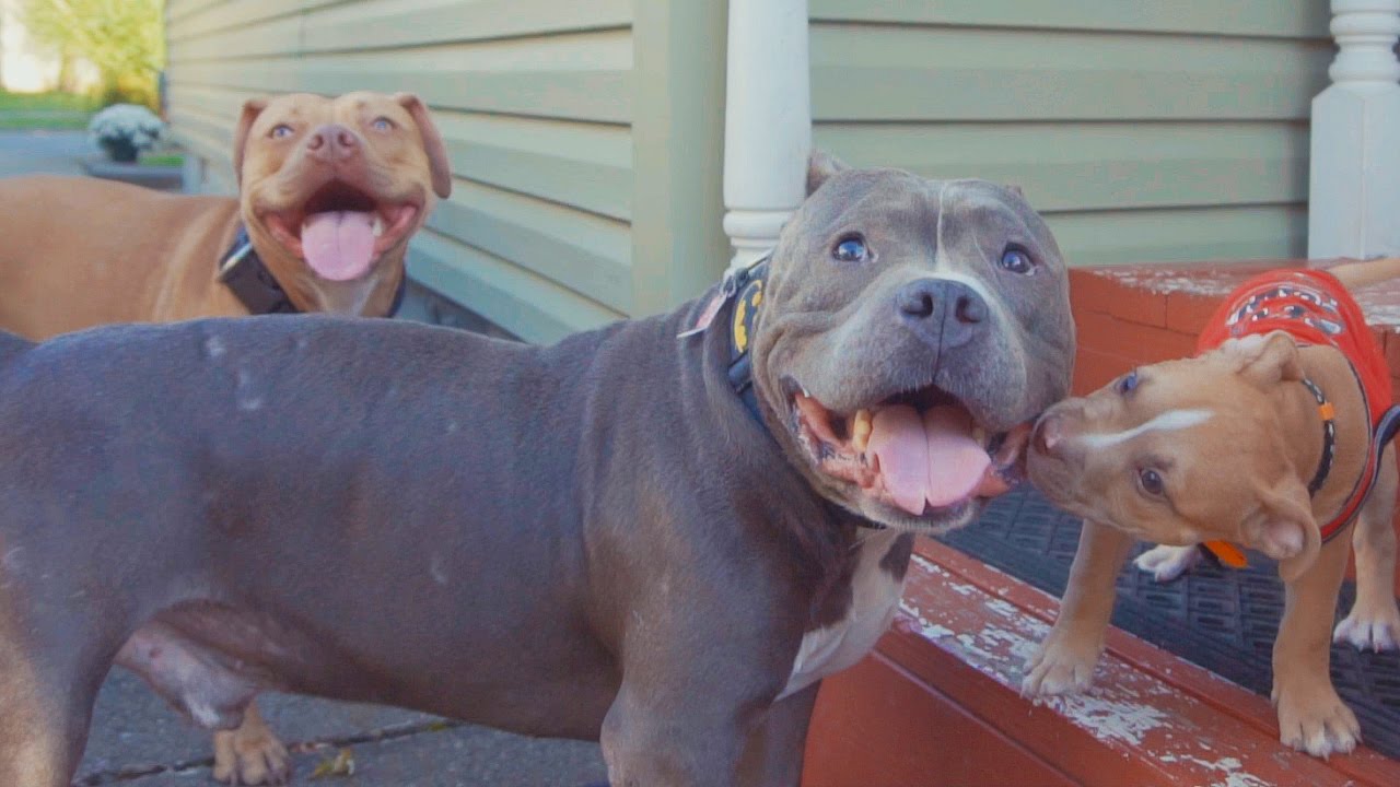 Pit Bull labeled 