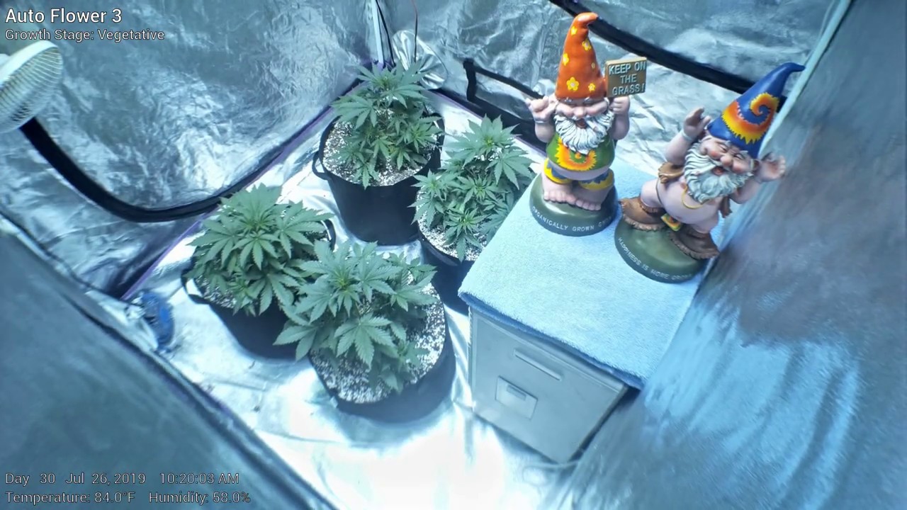 Auto Flower 3 - Weeks 1 through 4 - Cannabis Time Lapse