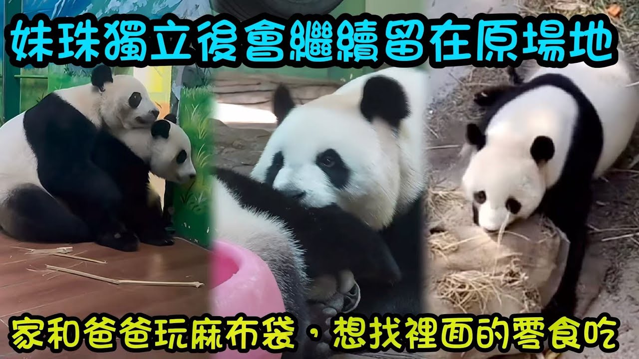 粉絲關心問妹珠和媽媽分開後會去哪個場地，大良說妹珠繼續留在原場地，萌萌搬家 #panda #cutepanda