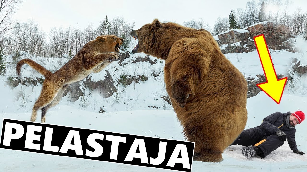 5 Eläintä Jotka Pelastivat Ihmisen Hengen | Uskomattomia Tositapahtumia!