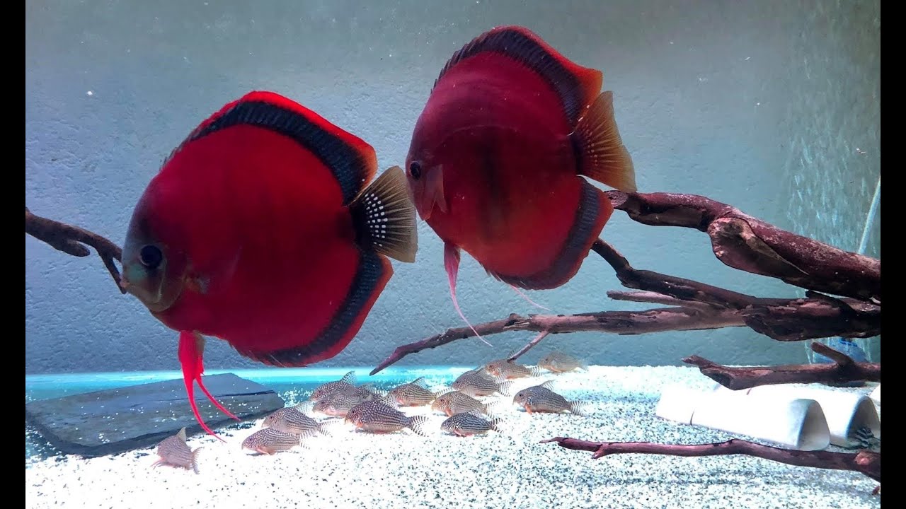 Most Beautiful Red Blue Rim Discus Pair in Gorgeous Discus Tank