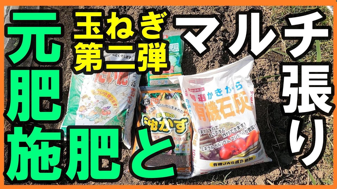 【家庭菜園】 玉ねぎの土づくり第二弾 元肥の施肥とマルチ張り。#家庭菜園 #育て方 #初心者 #シェア畑 #玉ねぎ #肥料