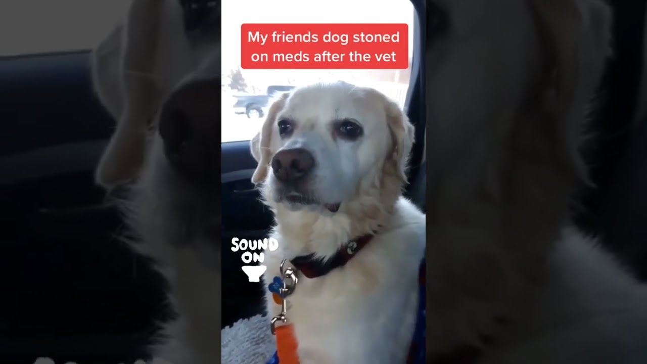 When the vet's meds were too strong for you