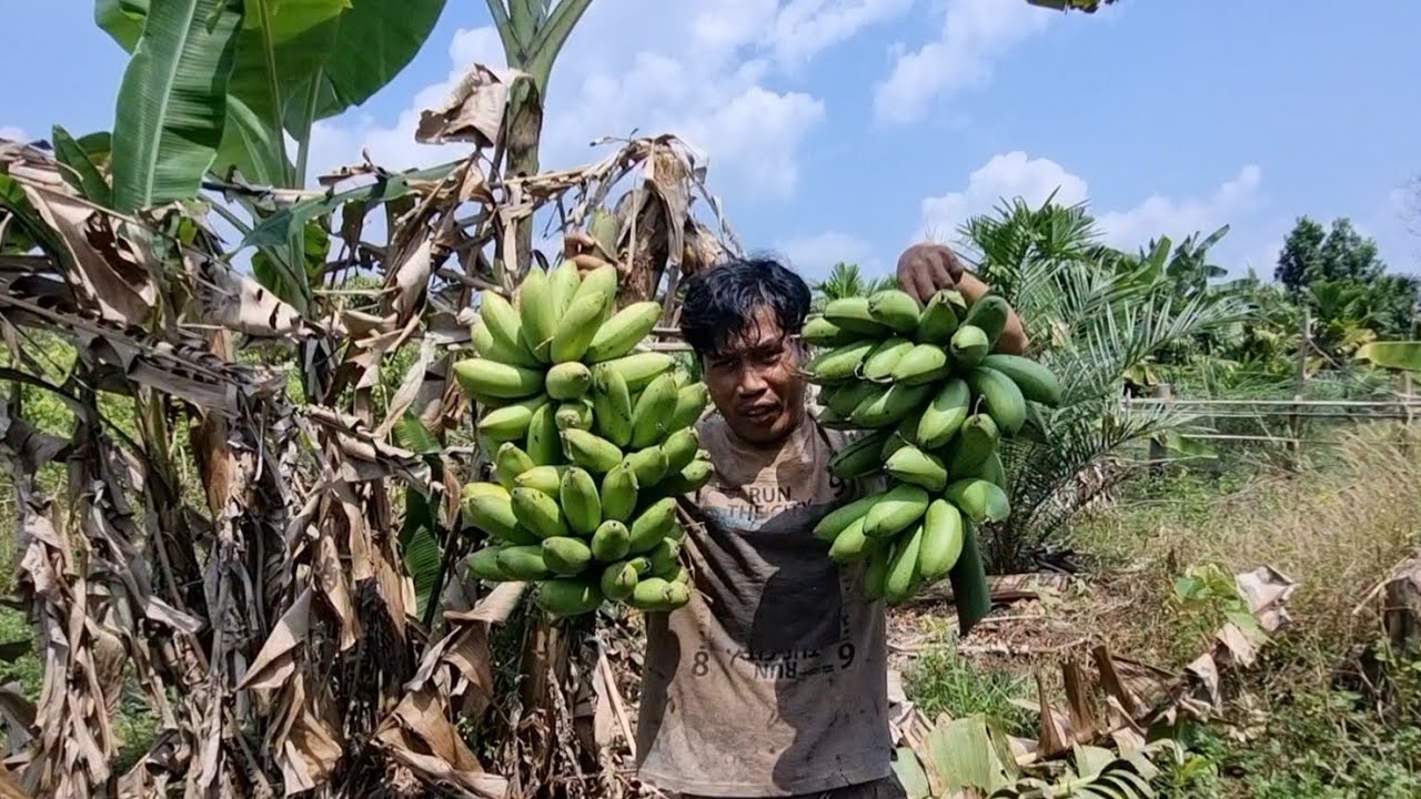 Mupuk sawit kebun ume baru dan panen pisang