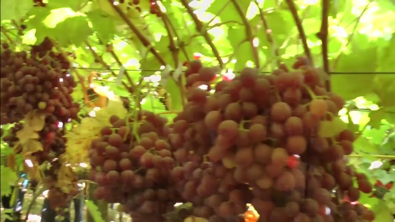 Grape tunnel at Parma Agricultural Research Station, Parma Idaho