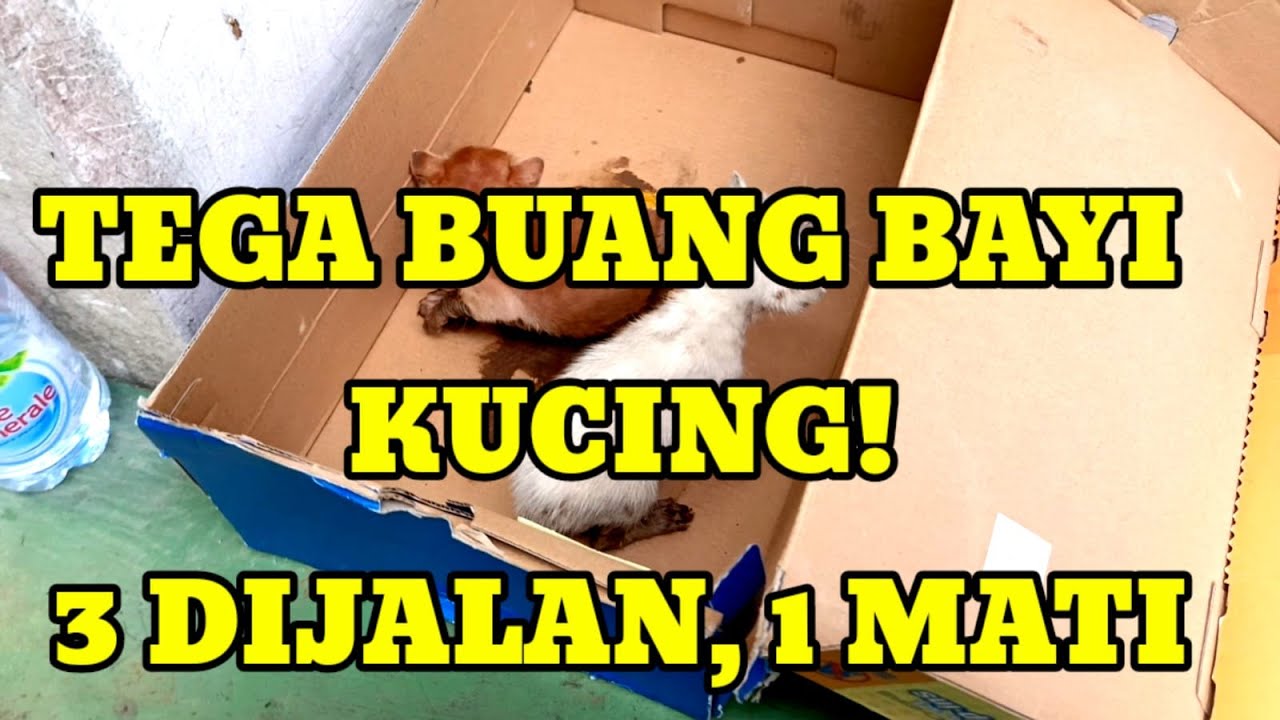 DIBUANG SAAT BARU LAHIR... 3 BAYI KUCING DITEMUKAN DI JALAN! SATU MATI, DUA BERTAHAN... 💔😿#catlovers