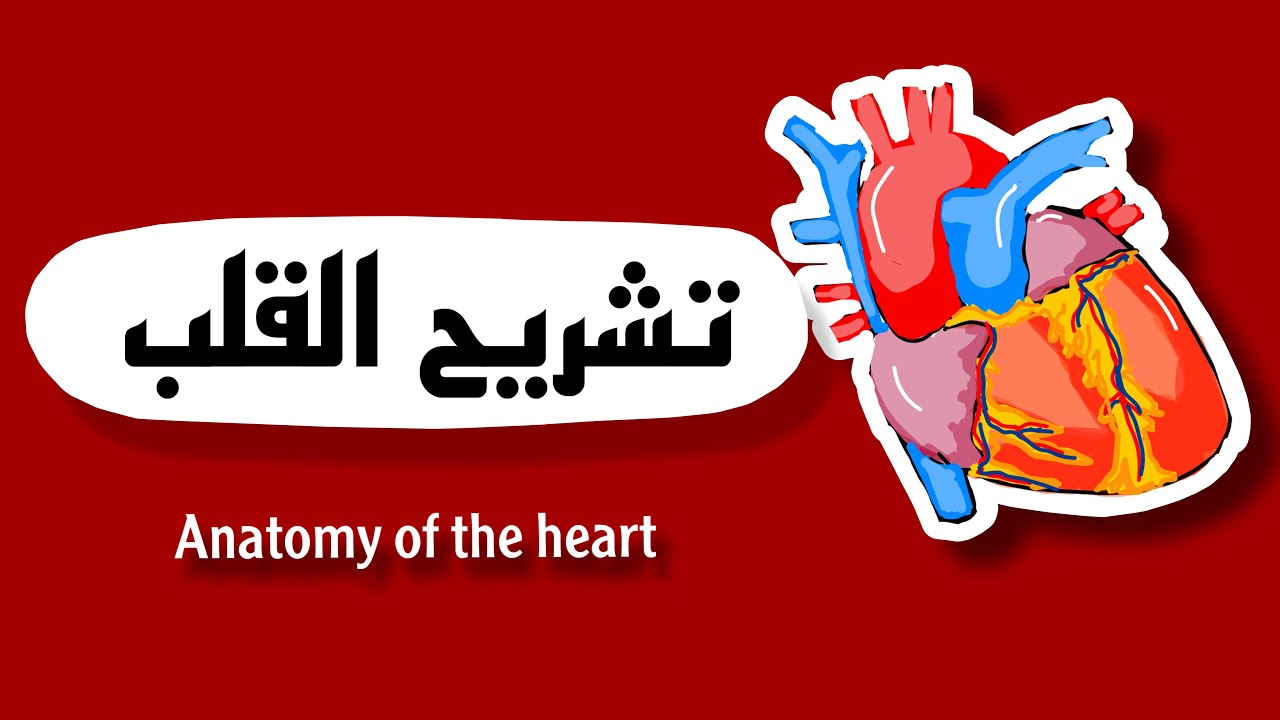 تشريح القلب /anatomy of the heart
