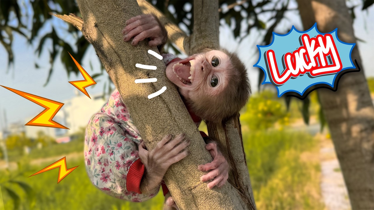 Sunny gets into big trouble – Lucky quickly thinks of a way to save him!