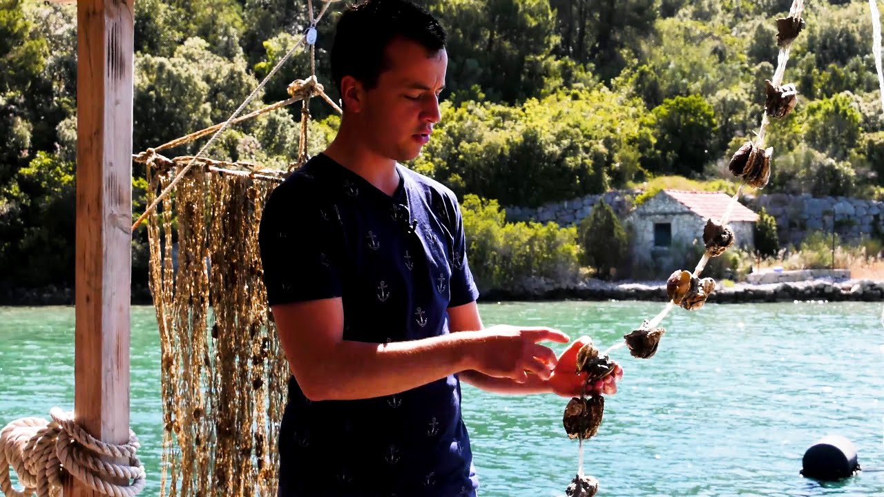 Oyster Grower BOTA ŠARE Ston