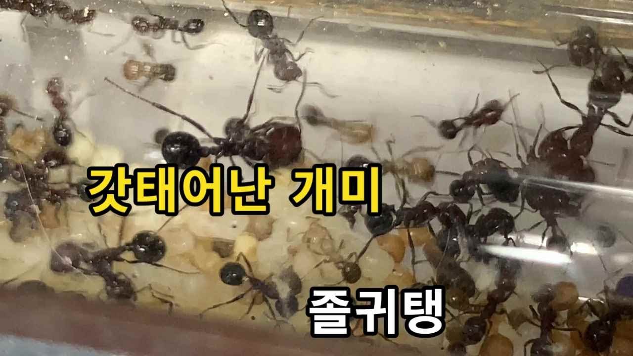 Messor  minor ant 갓태어난 개미 완전 개존취 완전 취향저격당함...심쿵