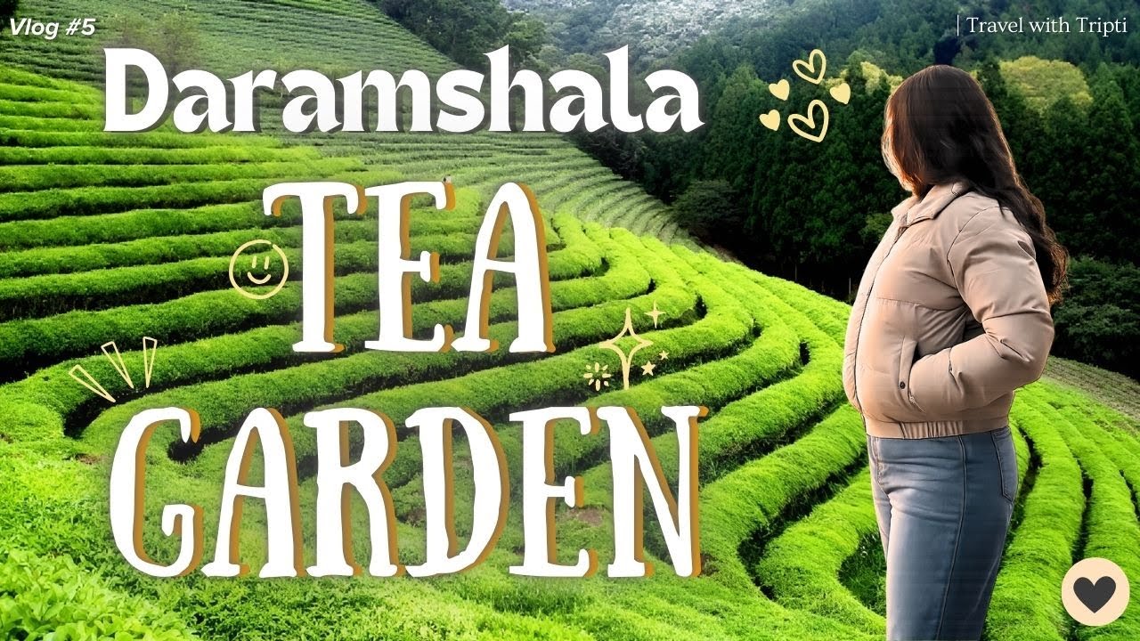 Exploring Dharamshala Tea Gardens | Scenic Skyway Ride to Mcleodganj