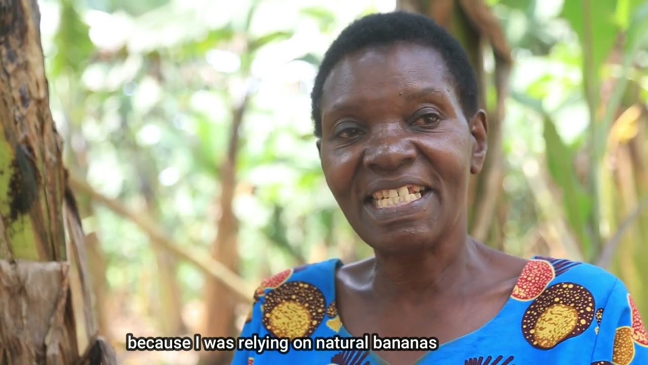 How exotic banana hybrids improved Kagera's livelihood