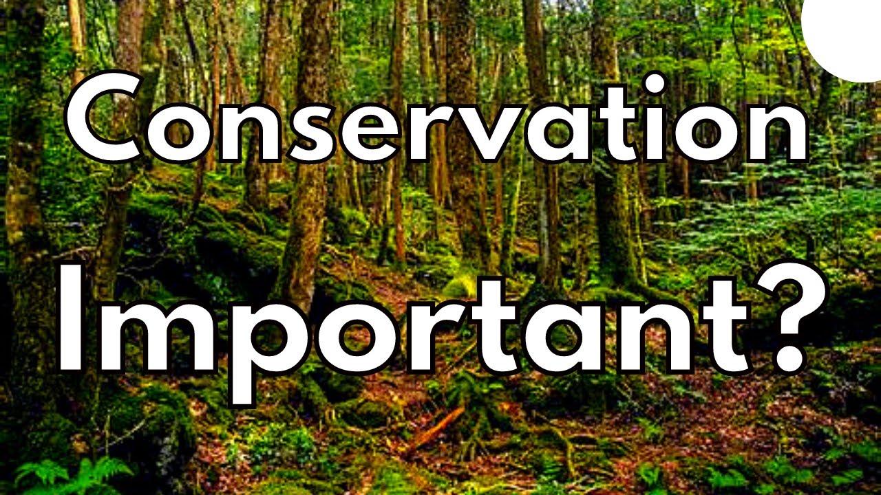 What is Wildlife Conservation and Why does it Matter to You?