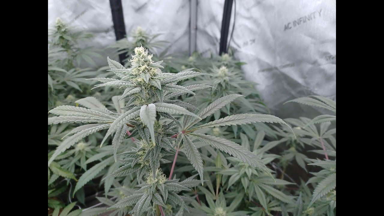 Chemdog #1 x GG4 - Day 48 Flower from @csi_humboldt