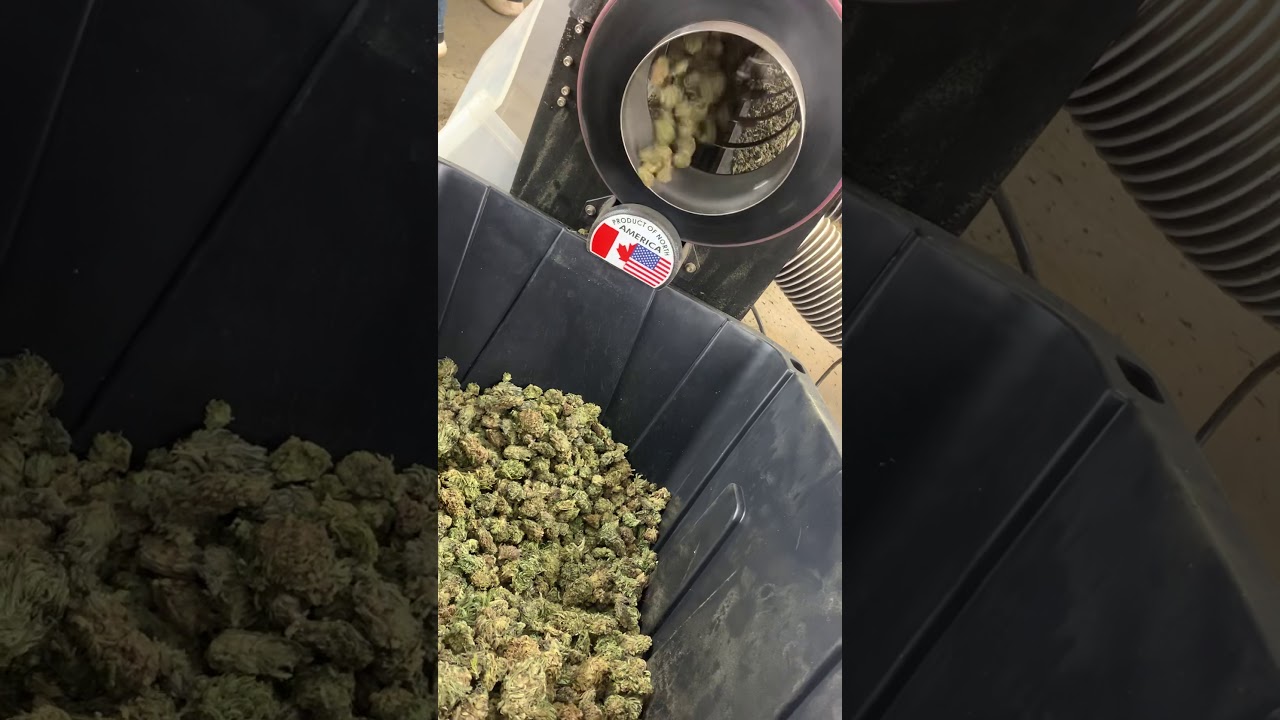 Centurion pro trimmer Hawaiian Haze CBD Hemp
