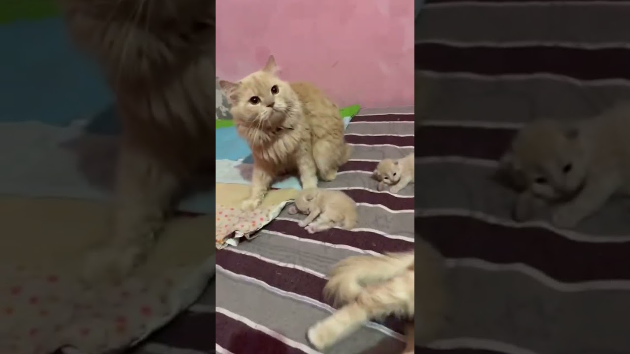 #cat #pihupiyush #cuteanimal #catmoments#cute #lifeisbutadream #cut #haveitoldyoulatelythatiloveyou
