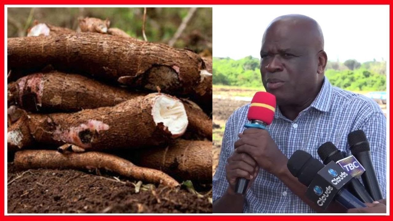 KIWANDA KIKUBWA CHA MIHOGO KITAKAVYOWAFUTA MACHOZI WAKULIMA TANGA, MBUNGE SALLU AFUNGUKA...