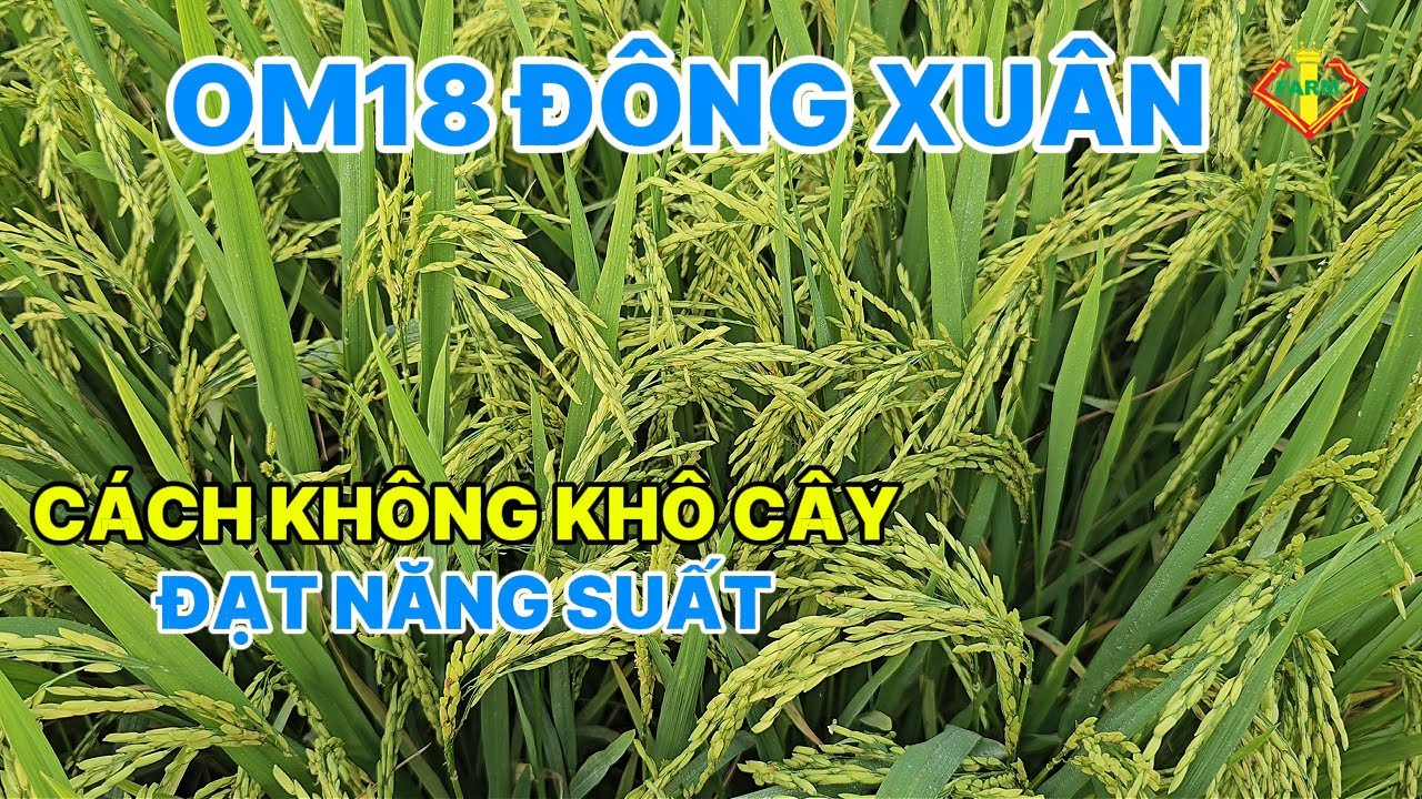 LÚA OM18 ĐÔNG XUÂN: CÁCH KHÔNG KHÔ CÂY, ĐẠT NĂNG SUẤT - BÔNG ĐÙM, HẠT TO