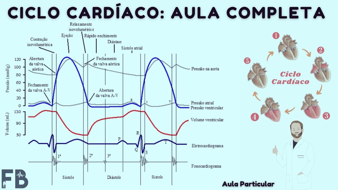 Fisiologia Cardiovascular / CICLO CARDÍACO - Aula Completa | Prof. Felipe Barros