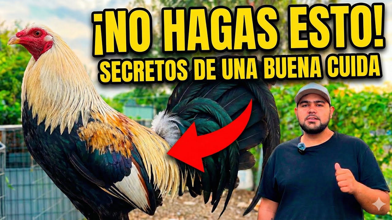 LO QUE NADIE TE DICE DE LA CUIDA PARA GALLOS | ALEJANDRO BLUE | POSTURA DE GALLOS | BLUE 