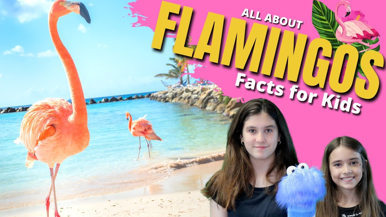 🦩 FLAMINGO Facts for Kids | Learn All About #Flamingos