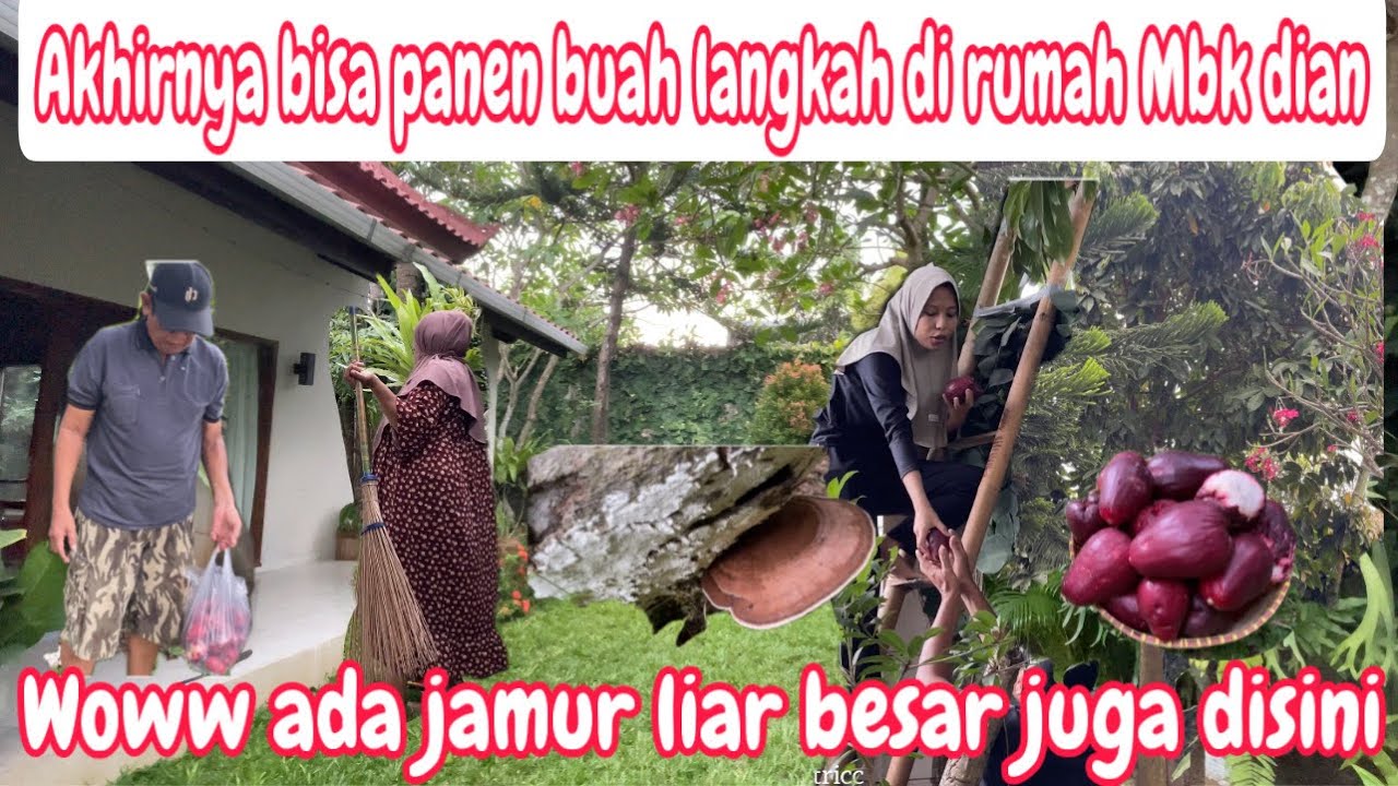 PANEN JAMBU LANGKAH DIRUMAH MBK DIAN TERNYATA ADA JAMUR LIAR BESAR JUGA