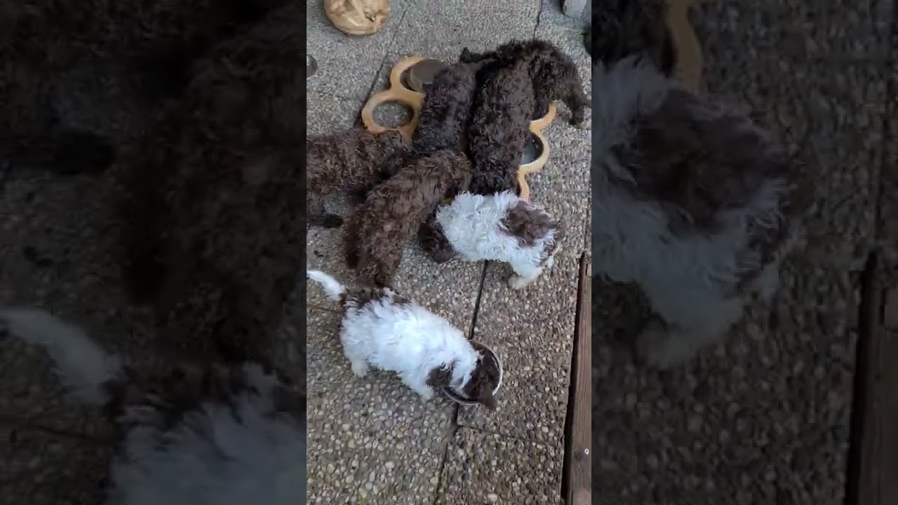Lagotto Romagnolo ein Frühstück am Morgen