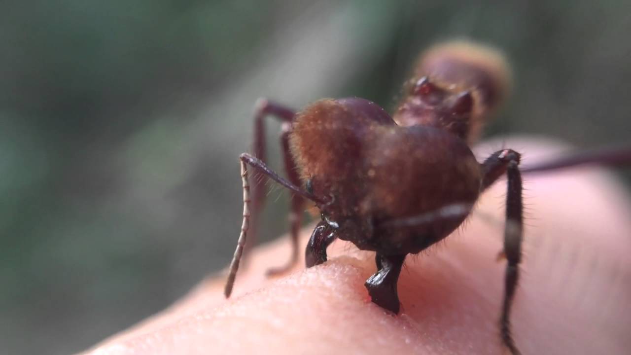 Soldier Leaf cutter ant biting my finger