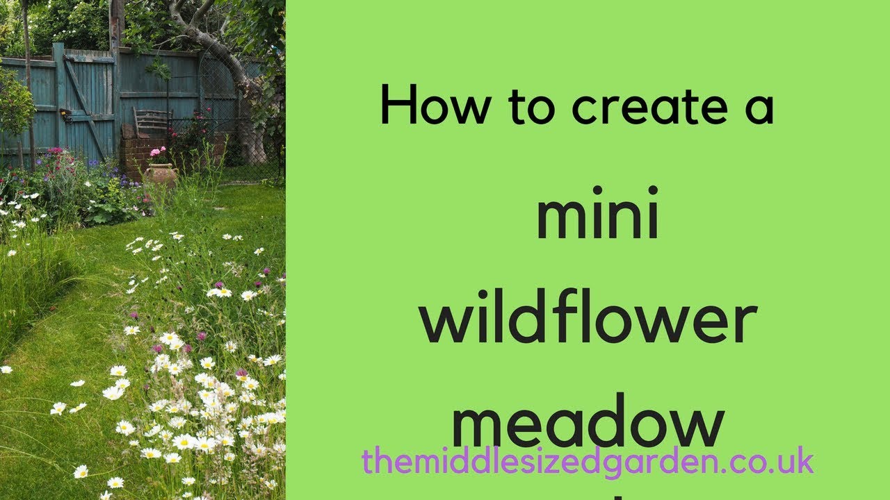 How to create a mini meadow in your garden