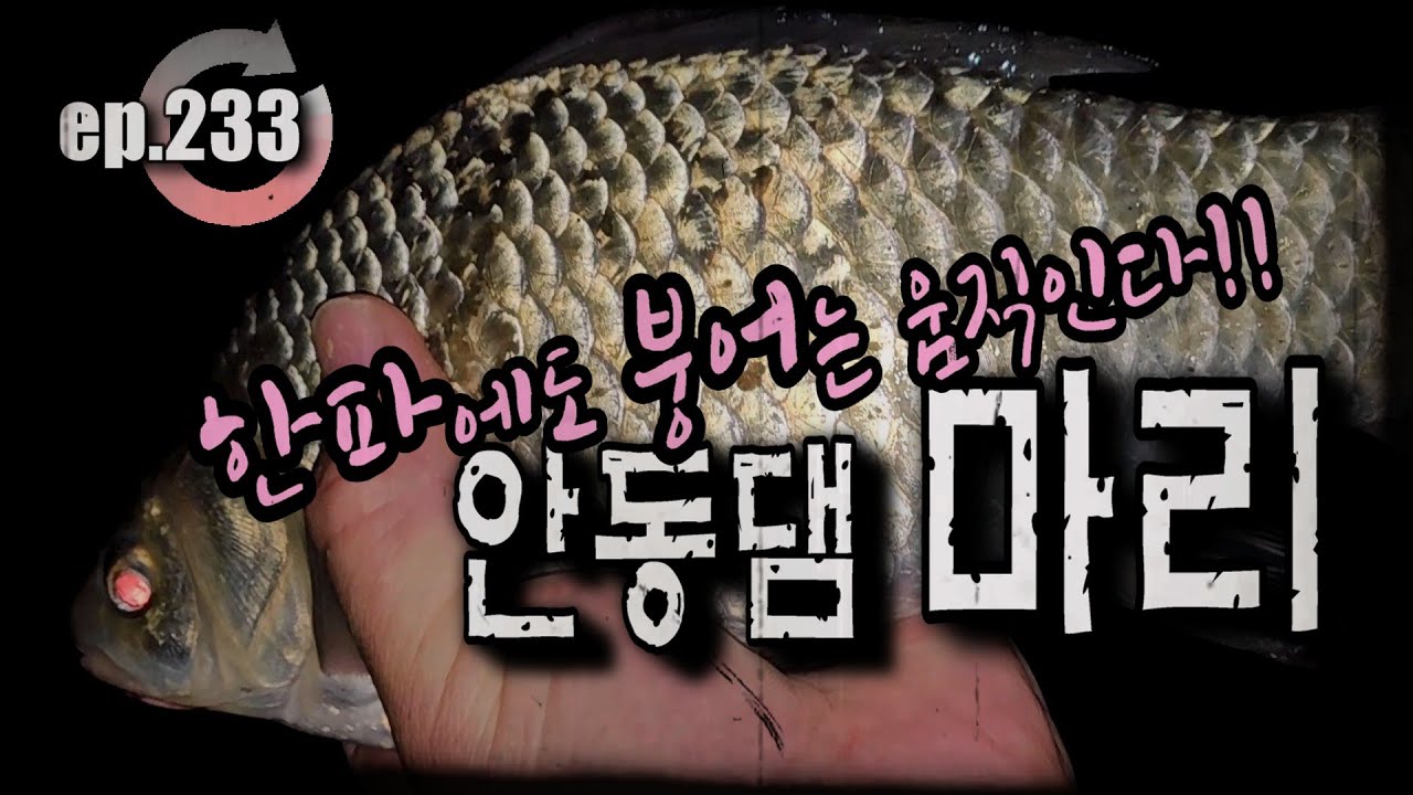 [ep.233] 또, 마리!! 겨울 댐붕어를 만날 수 있는 곳!! 안동댐 마리권 #안동댐 #안동호 #댐낚시 #마리