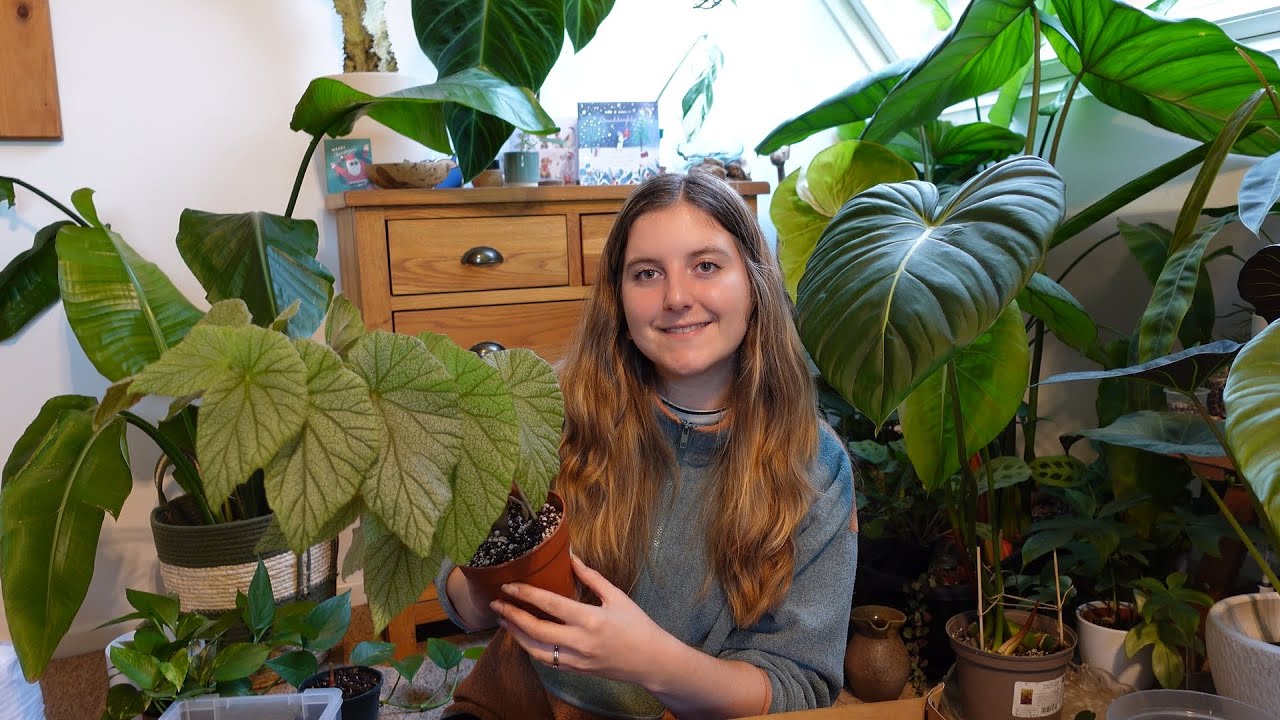 Repot With Me💚 ~ Begonia ~ Philodendron ~ Anthurium ~ Aglaonema ~ Monstera ✨