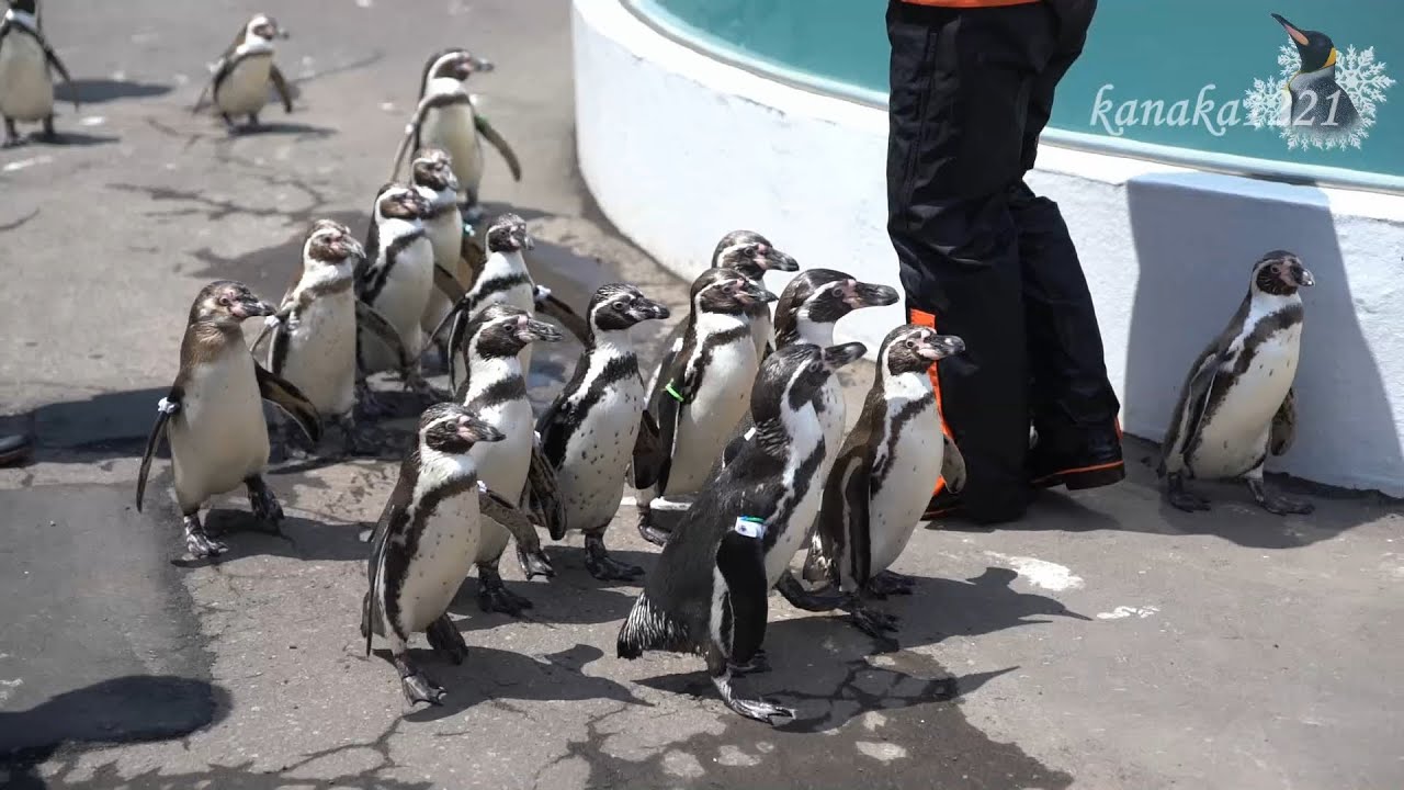 おたる水族館 海まで遠足！室蘭・伊勢から来たペンギン達が参加！!
