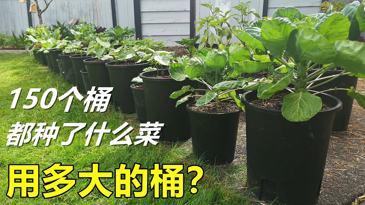 如何用桶/花盆种菜, 注意事项, 用多大的桶？ 后院150个菜桶4个尺寸种菜 How I grow vegetables in buckets/flower pots