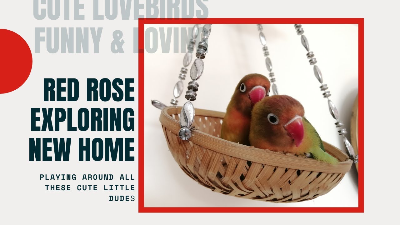 Red Rose | Exploring new home | Cute lovebirds