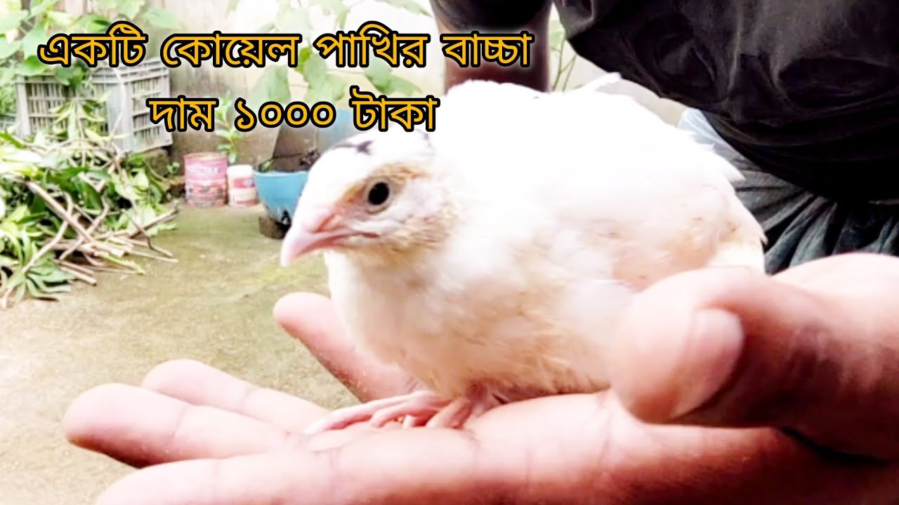 ইউরোপীয়ান হোয়াইট জায়ান্ট কোয়েল পাখি। European White Giant Quail Birds