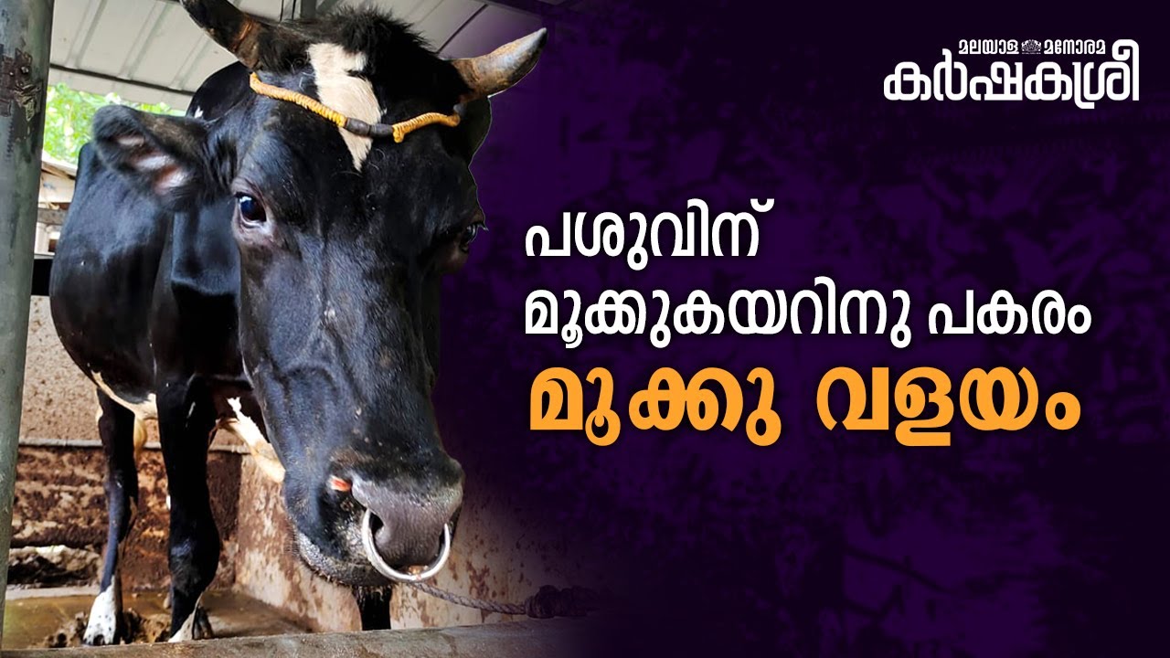 പശുവിന് മൂക്കുത്തി | പശുവിന് മൂക്കു വളയം ​| Nose Ring for Cow, bull, Buffalo | Karshakasree