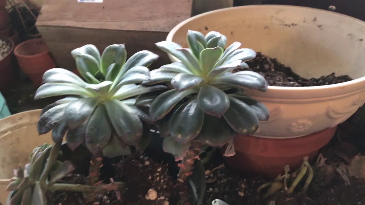 Edema In Succulents.  What It Can Look Like And What Causes It