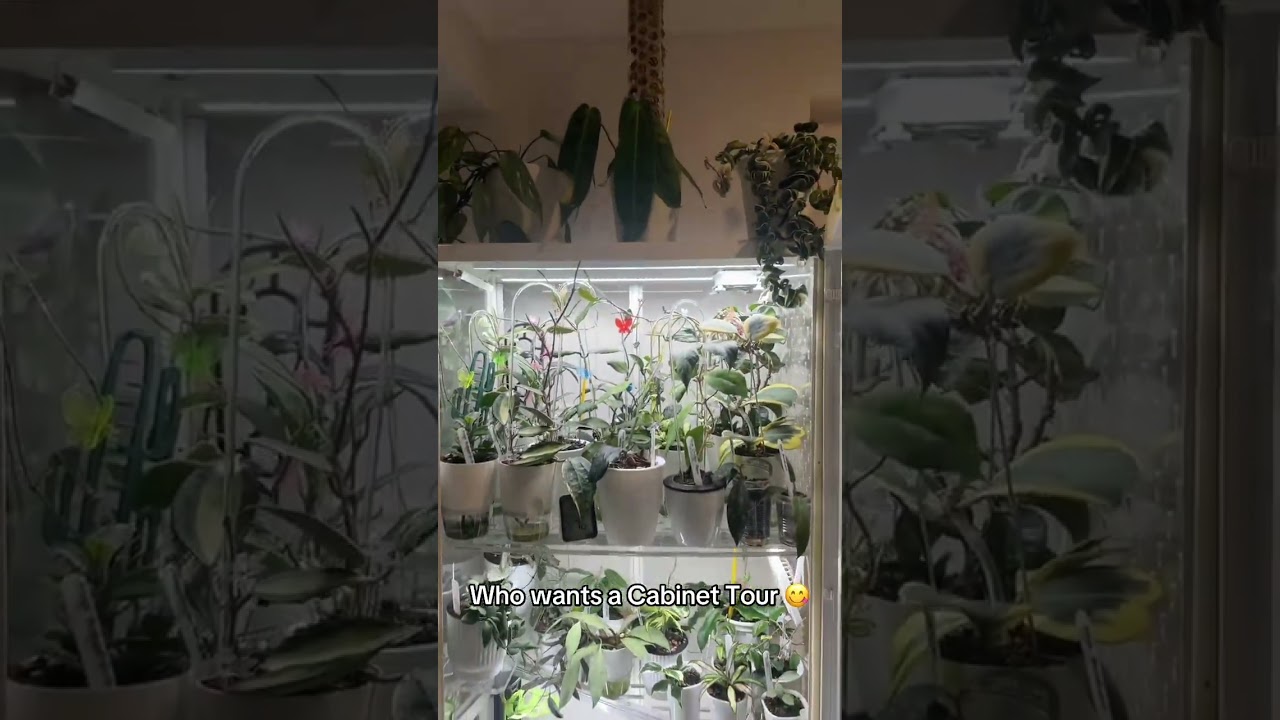My IKEA Milsbo Greenhouse cabinet tour