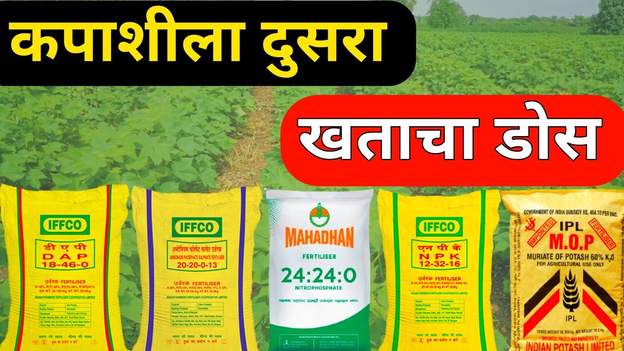 असा दया कापसाला खताचा दुसरा डोस // kapus dusre khat niyojan // cotton second dose @rahulshindekrushi
