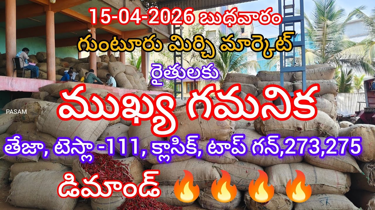 15-04-2026 Guntur Mirchi Market Rates. Guntur Mirchi Market Rates.