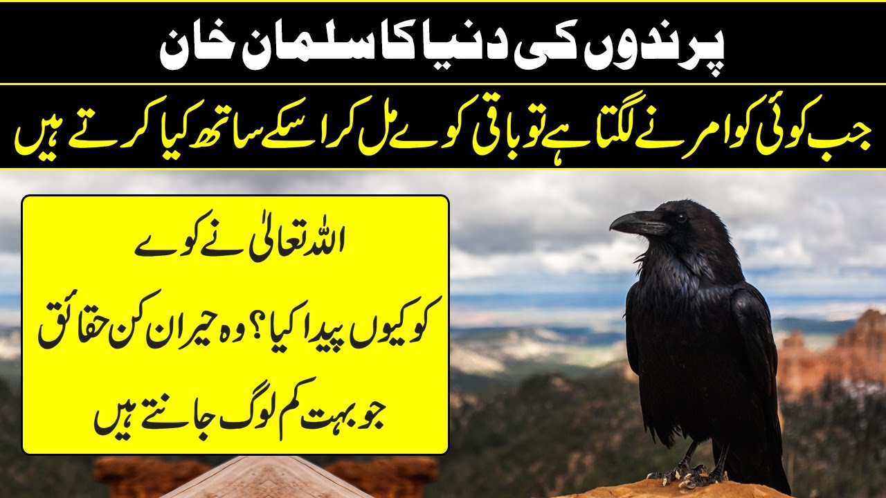 Interesting Facts About Crows | Crow History In Urdu Hindi