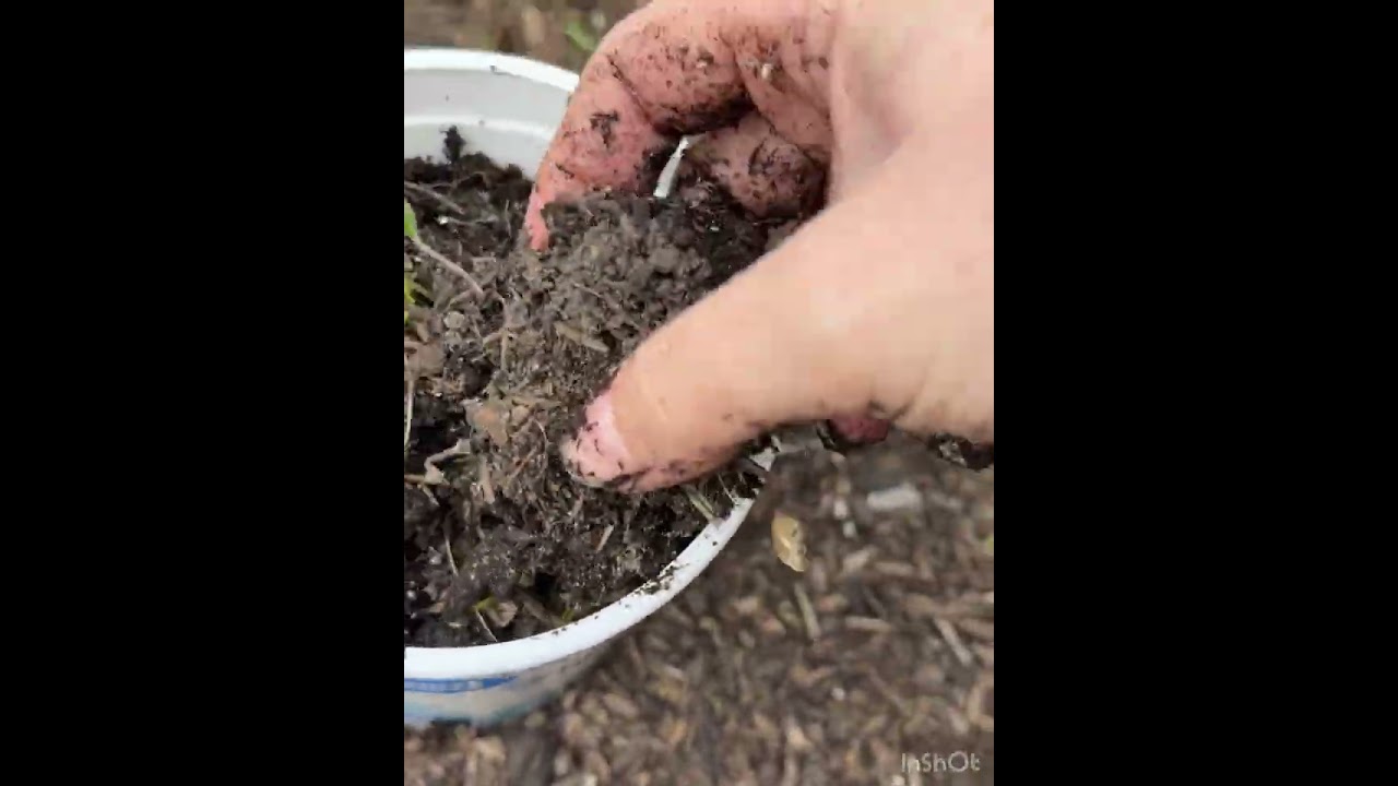 Transplanting volunteer cherry tomatoes 