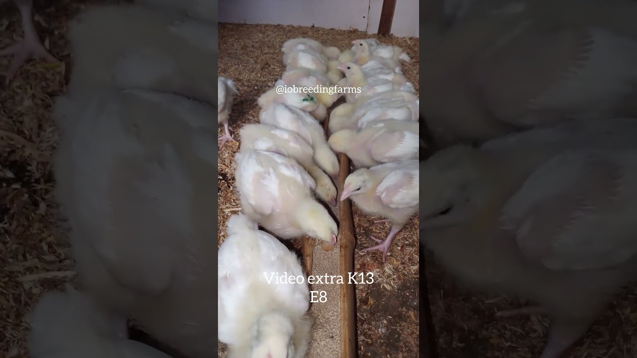 video extra K13 E8 of brooding chicks 