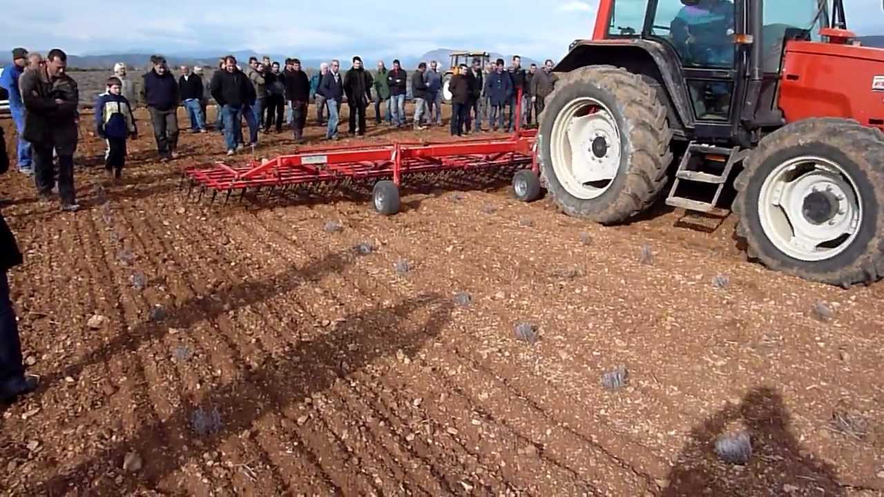 herse étrille sur lavandin
