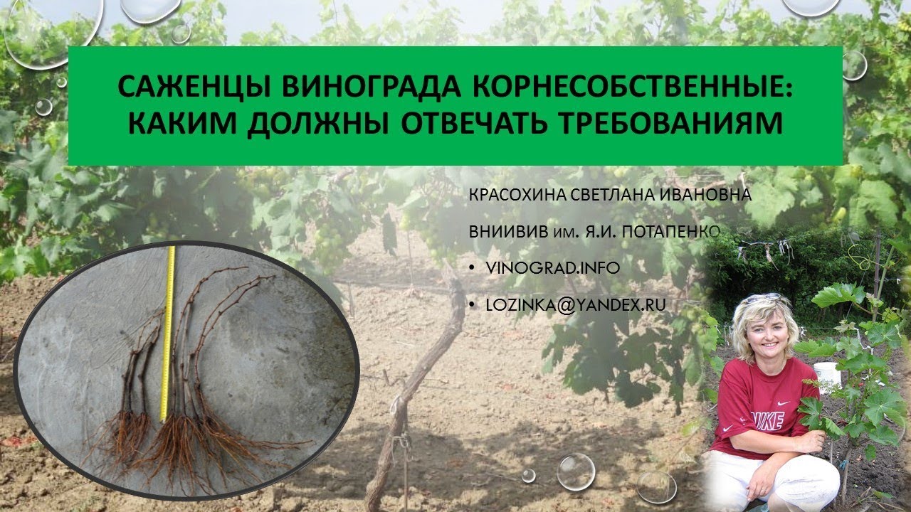 Корнесобственные саженцы винограда. Красохина СИ, апрель 2017