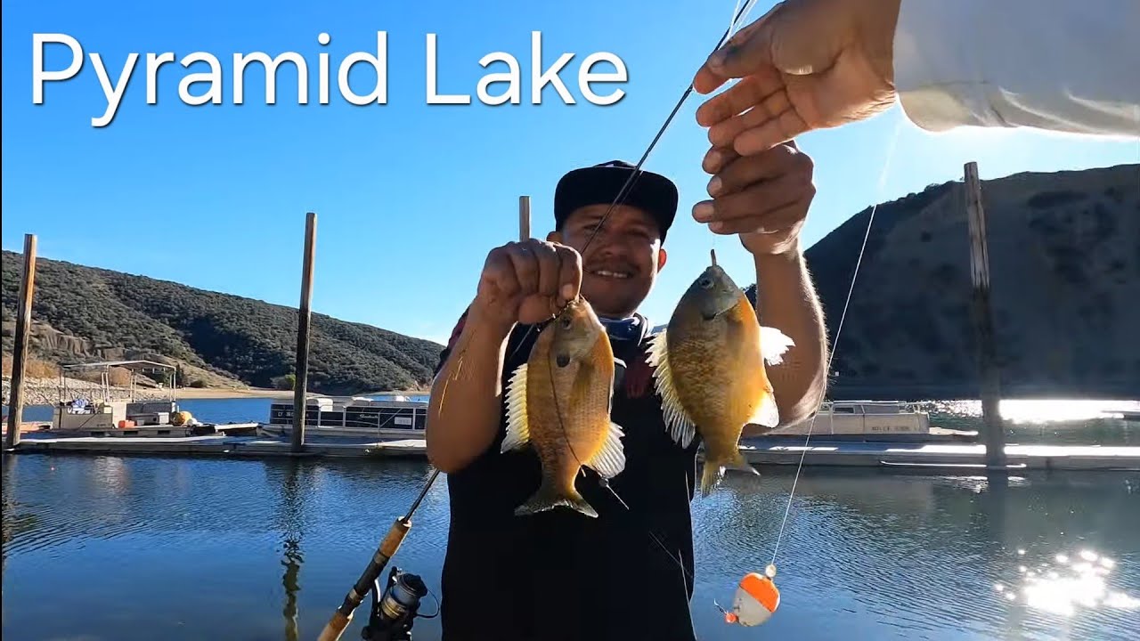 Pescando mojarras bluegills en el lago pyramid lake california /fishing bluegills 2025🎣